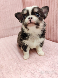 Cuccioli chihuahua