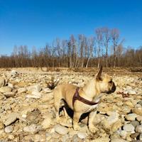 Vorrei riprodurmi e cerco una cagnolina come me