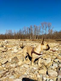 Vorrei riprodurmi e cerco una cagnolina come me