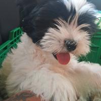 Maltipoo