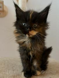 Maine coon black Tortie