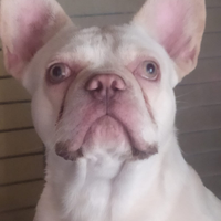 Bulldog Francese