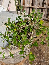 vaso con edera rampicante 