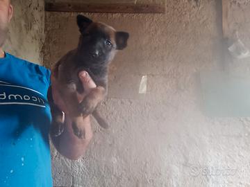Pastore belga malinois