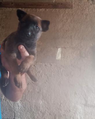 Pastore belga malinois