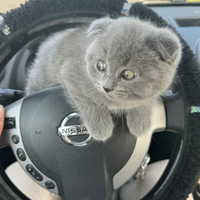 BRITISH SCOTHISFOLD short hair