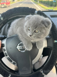 BRITISH SCOTHISFOLD short hair