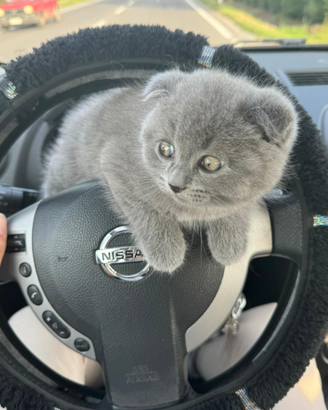 BRITISH SCOTHISFOLD short hair