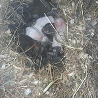 Cuccioli di conigli