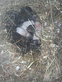 Cuccioli di conigli