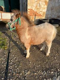 Mini pony Falabella