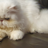 Gatto maschio disponibile