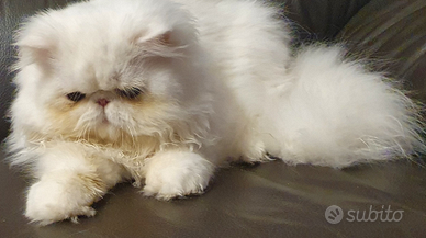 Gatto maschio disponibile