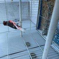 Canarino arlecchino portoghese maschio