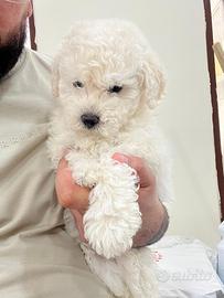 Barboncino toy Bianco