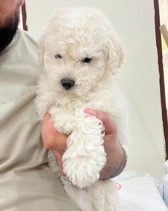 Barboncino toy Bianco