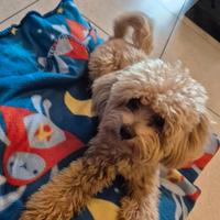 Maltipoo per monta