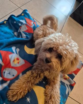 Maltipoo per monta