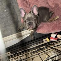 Bulldog francese grigio femmina