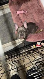 Bulldog francese grigio femmina