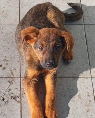 Clarissa, cucciola in Canile