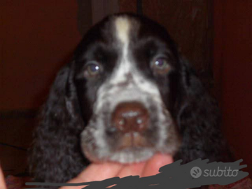 Springer Spaniel Inglese femmina