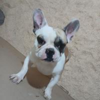Stallone bulldog francese