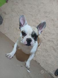 Stallone bulldog francese