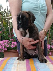 Boxer cuccioli