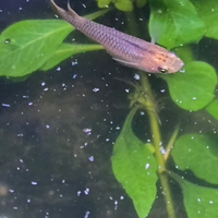 Medaka Pesce del riso Giapponese