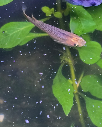 Medaka Pesce del riso Giapponese