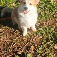 Cucciola welsh corgi pembroke