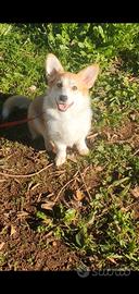 Cucciola welsh corgi pembroke