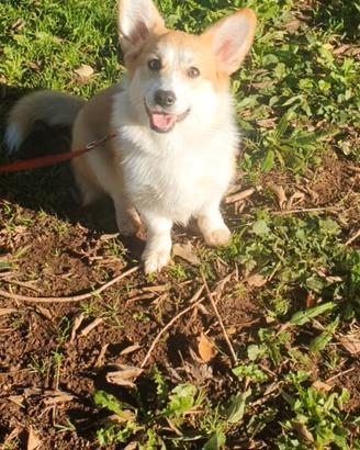 Cucciola welsh corgi pembroke