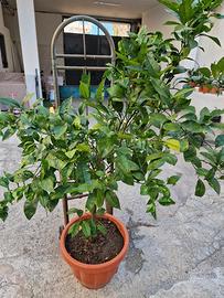 pianta arancio sanguinello