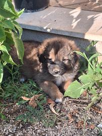 Cagnolino