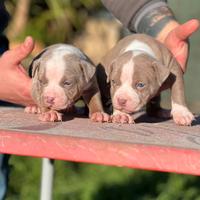 Pitbull