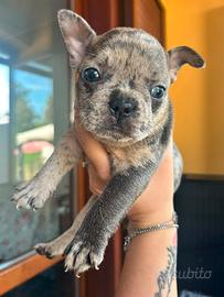 Cuccioli di Bulldog francese