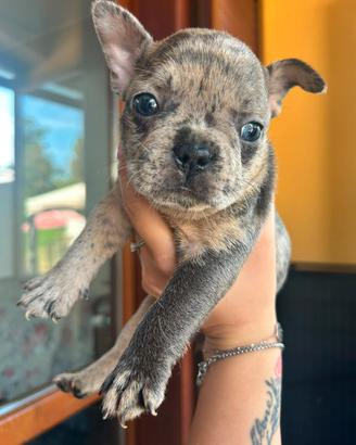Cuccioli di Bulldog francese