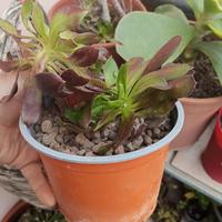 Aeonium scuro in vaso – Pianta grassa ornamentale