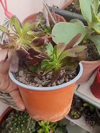 Aeonium scuro in vaso – Pianta grassa ornamentale