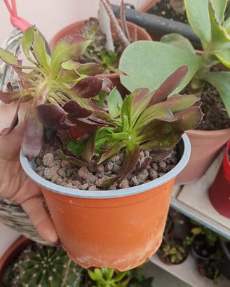 Aeonium scuro in vaso – Pianta grassa ornamentale