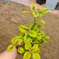 Piante varie