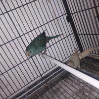 Kakariki