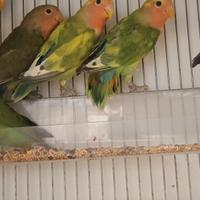 Inseparabili roseicollis giovani