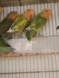 Inseparabili roseicollis giovani