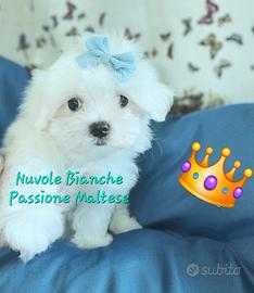 Maltese cuccioli con pedigree