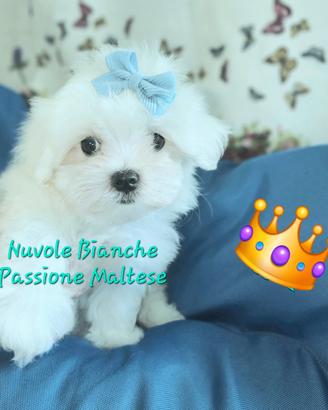 Maltese cuccioli con pedigree