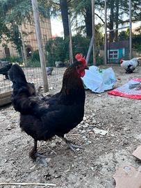 Gallina marans