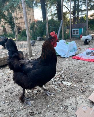 Gallina marans